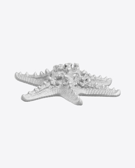 Sea Star Sculpture PNG