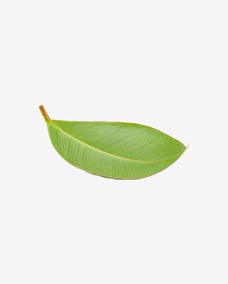 Mango Leaf