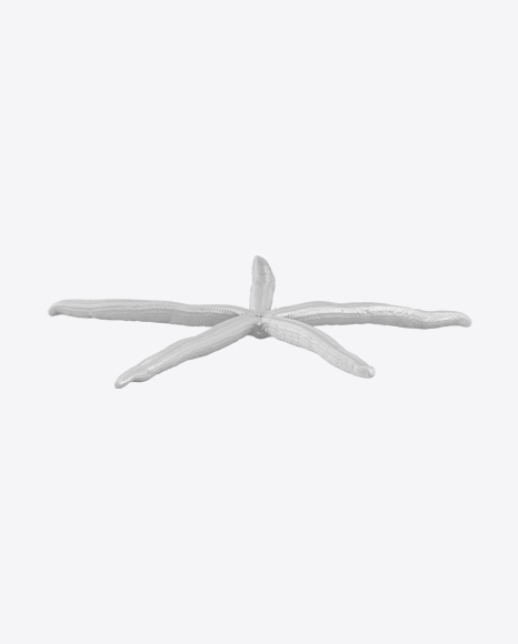 Sea Star Sculpture PNG