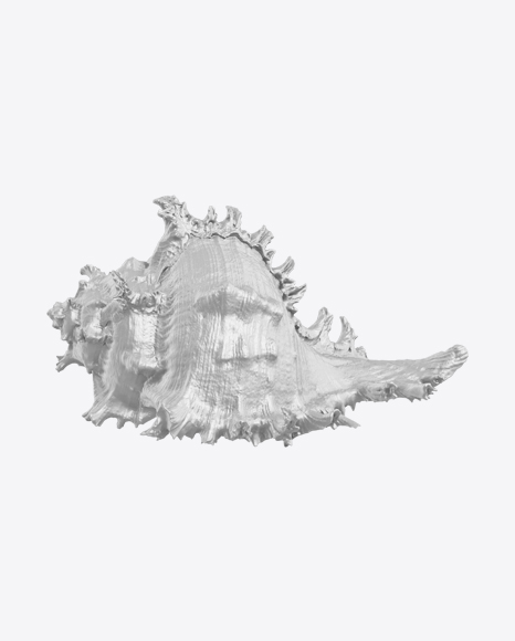 Sea Shell Sculpture PNG