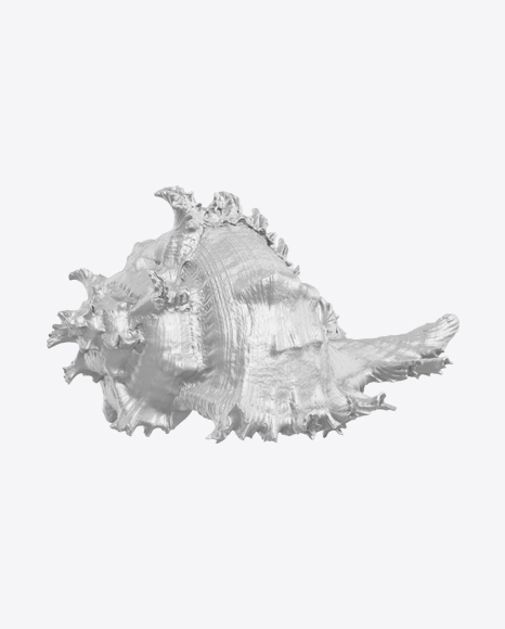 Sea Shell Sculpture PNG