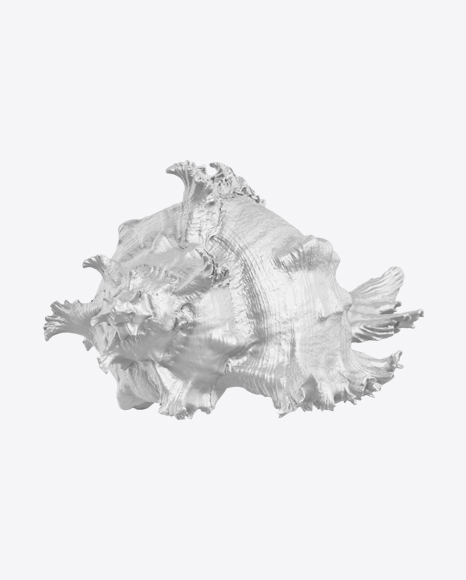 Sea Shell Sculpture PNG