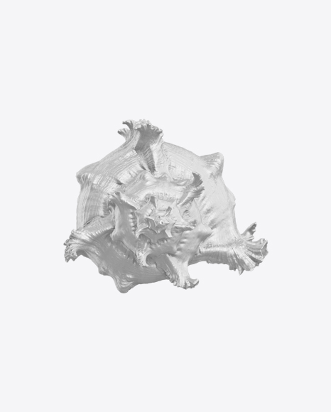 Sea Shell Sculpture PNG