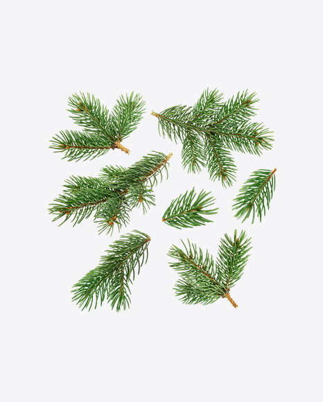 Spruce Branches PNG