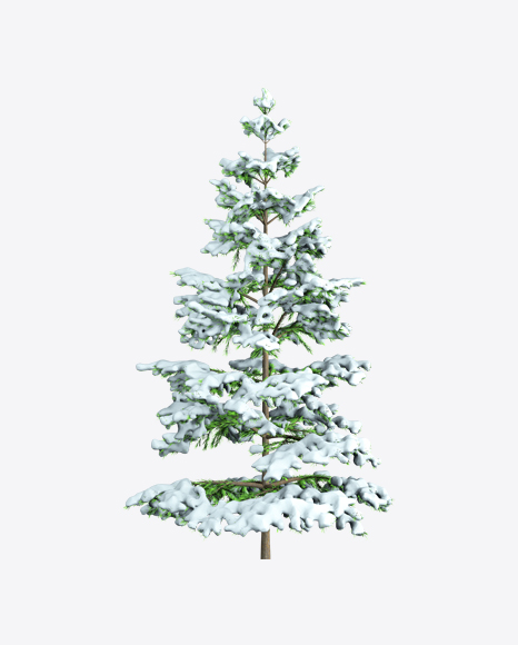 Snow Covered Fir Tree PNG