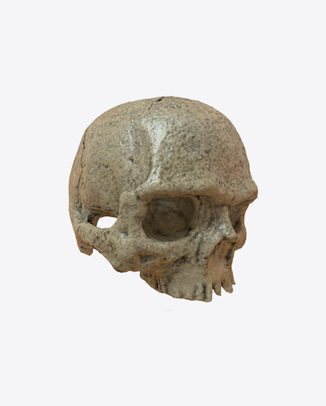 Skull PNG
