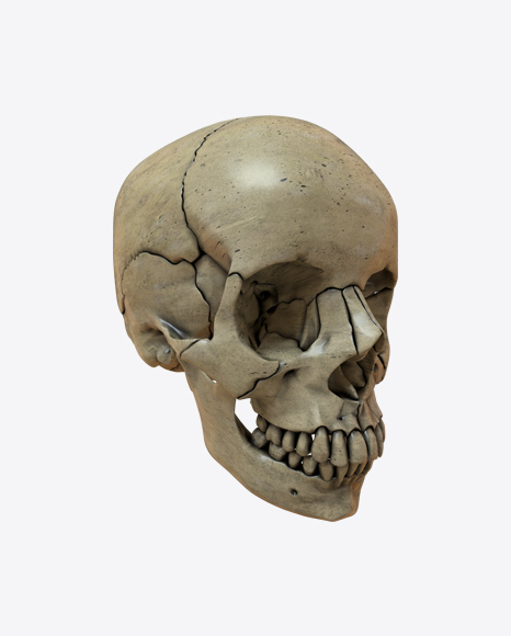 Skull PNG