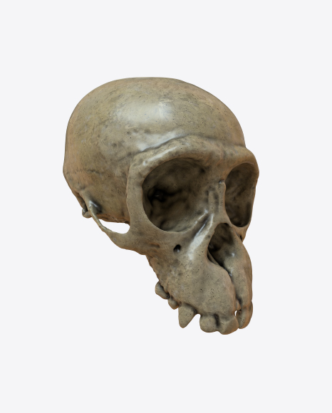 Skull PNG