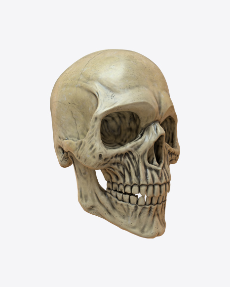 Skull PNG