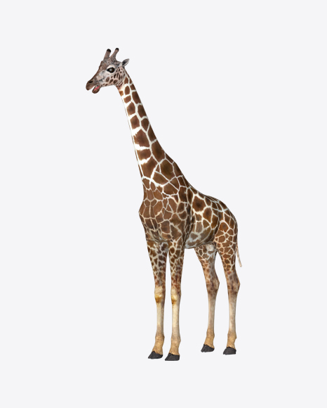 Standing Giraffe PNG