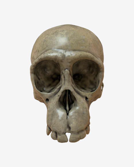 Skull PNG
