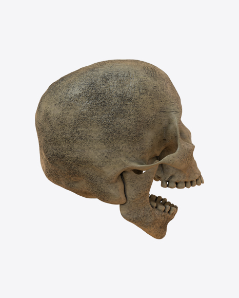 Skull PNG