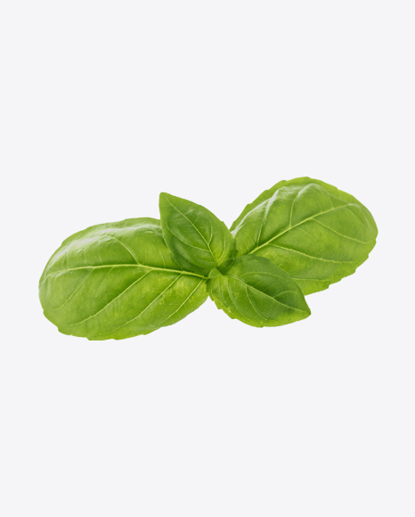 Basil Leaves PNG
