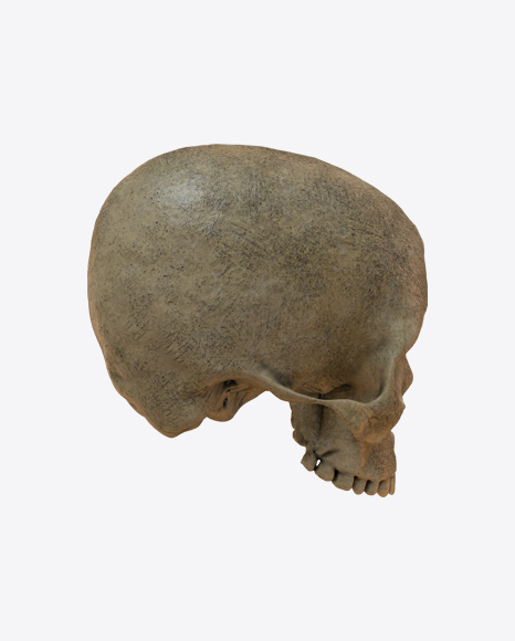 Skull PNG