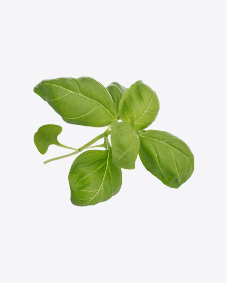 Basil Leaves PNG
