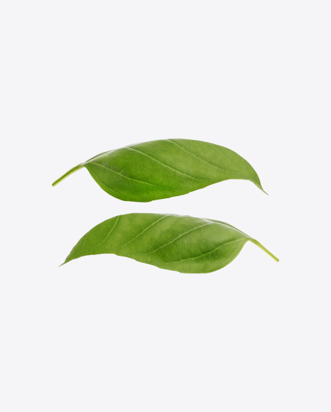 Basil Leaves PNG