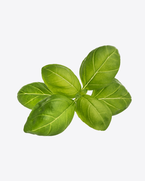 Basil Leaves PNG