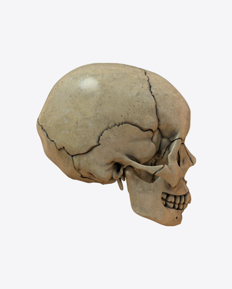 Skull PNG