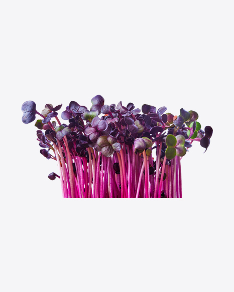 Purple Radish Sprouts PNG