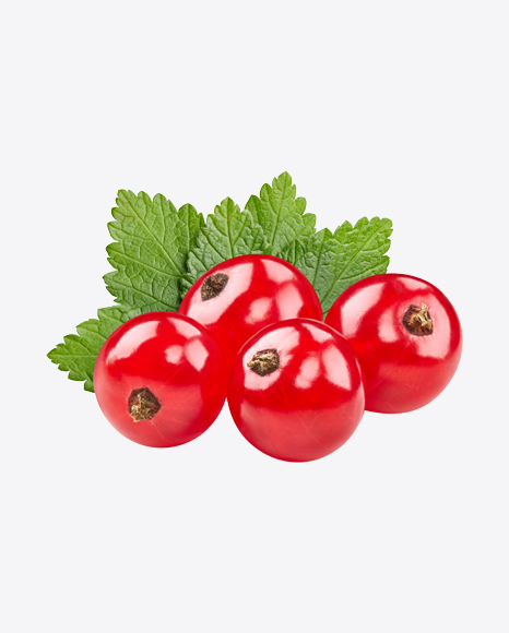 Red Currant Berries w/ Leaves