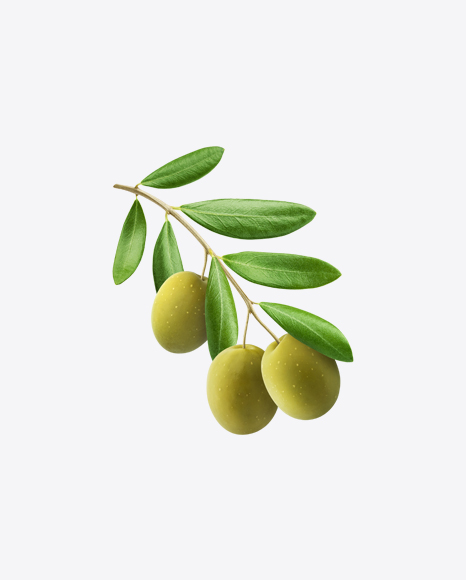 Olives Branch PNG