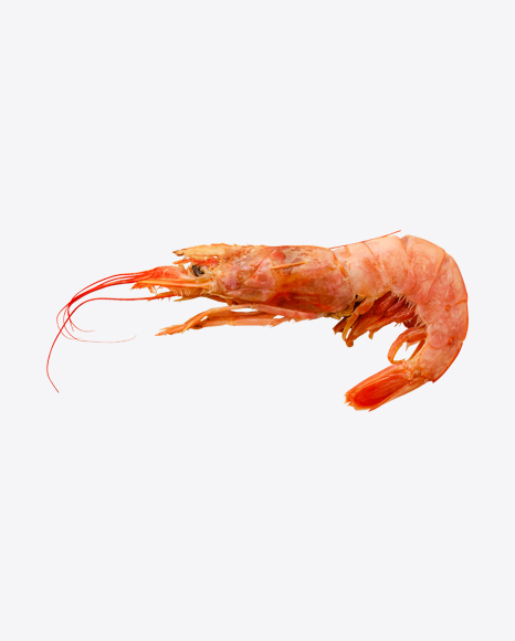 Raw Shrimp in Shell PNG