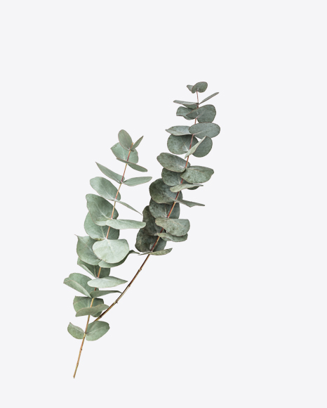 Eucalyptus Branch PNG