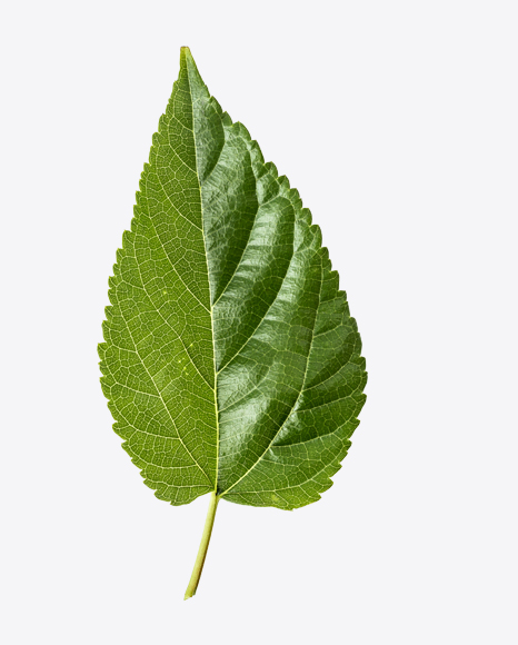 Green Tree Leaf PNG