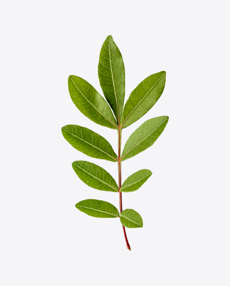Green Tree Branch PNG
