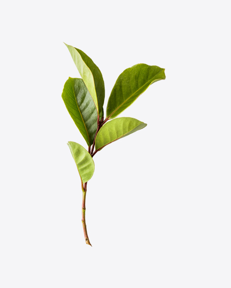 Green Tree Branch PNG