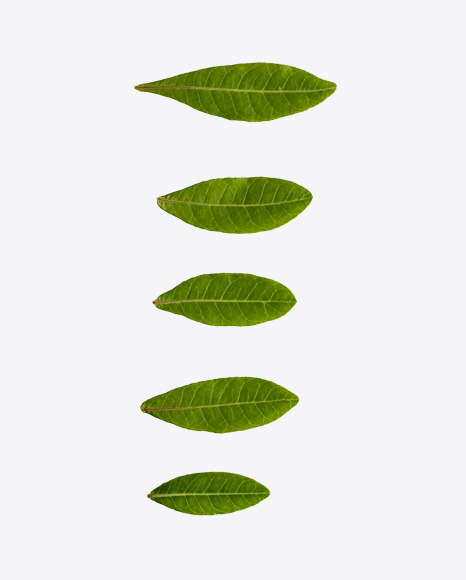 Green Leaves PNG