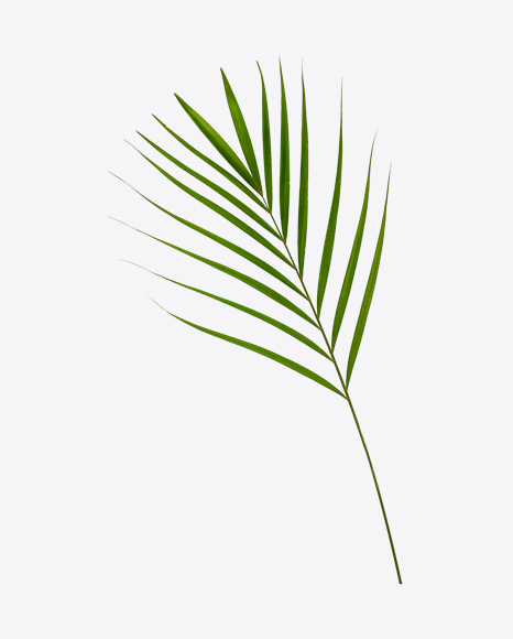 Areca Tree Leaf PNG