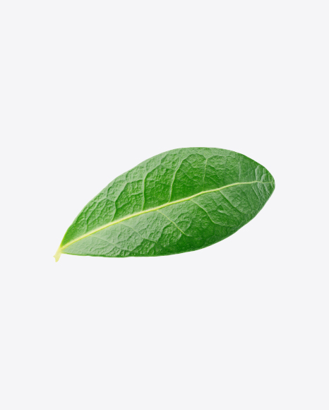 Blueberry Leaf PNG