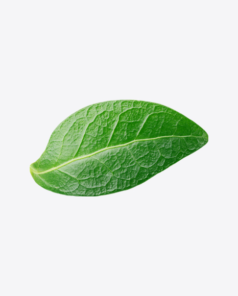 Blueberry Leaf PNG