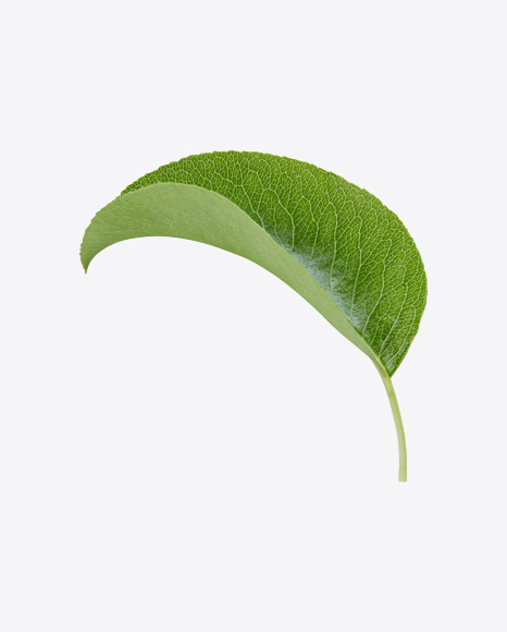 Green Leaf