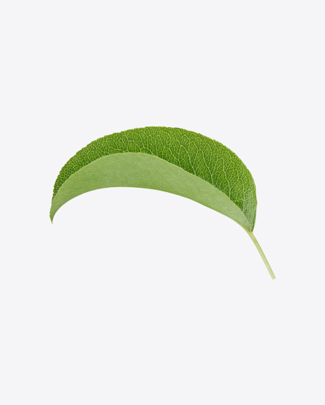 Green Leaf