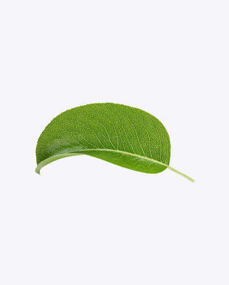 Green Leaf
