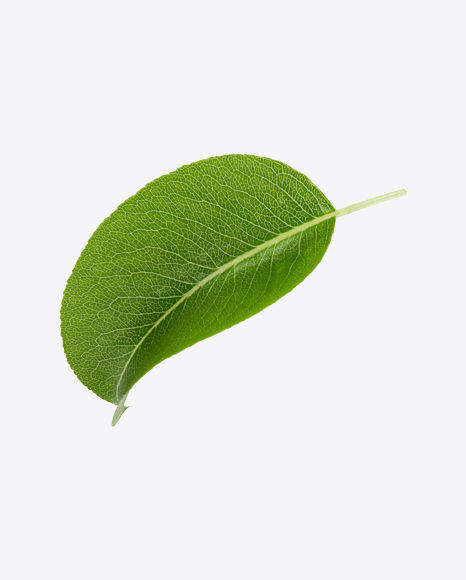 Green Leaf