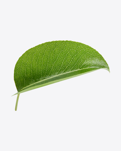 Green Leaf