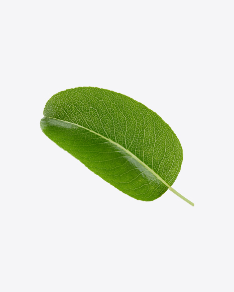 Green Leaf