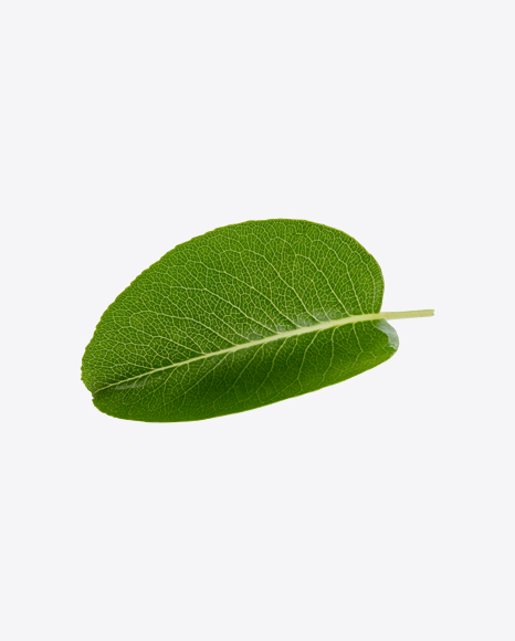 Green Leaf