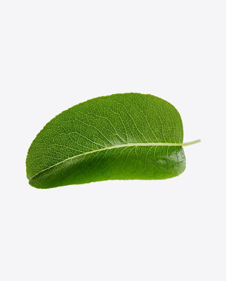 Green Leaf