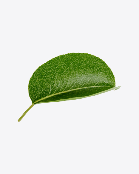 Green Leaf