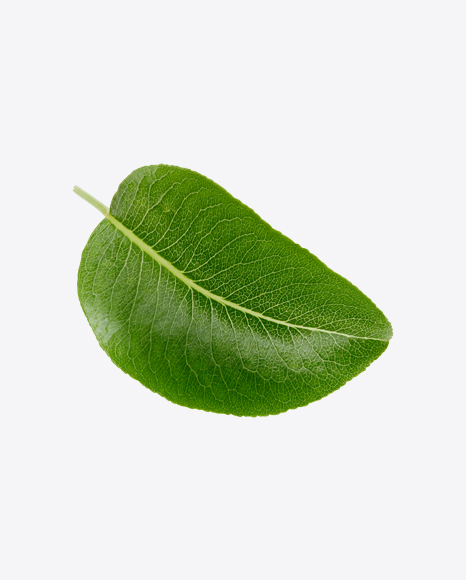 Green Leaf