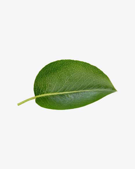 Green Leaf