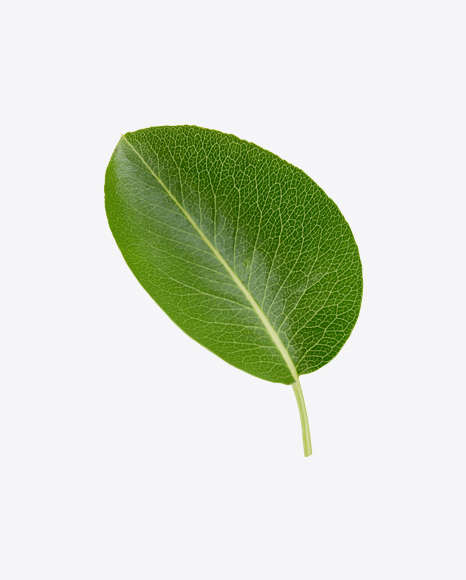 Green Leaf