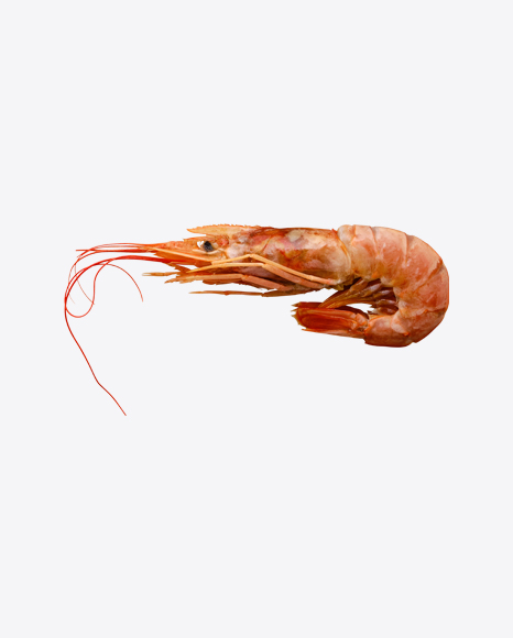 Raw Shrimp in Shell PNG