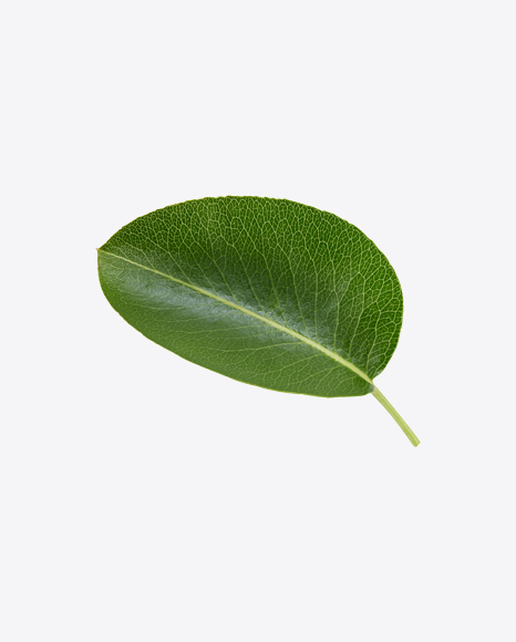 Green Leaf