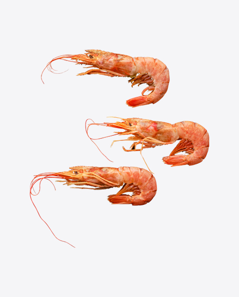 Raw Shrimps in Shell PNG