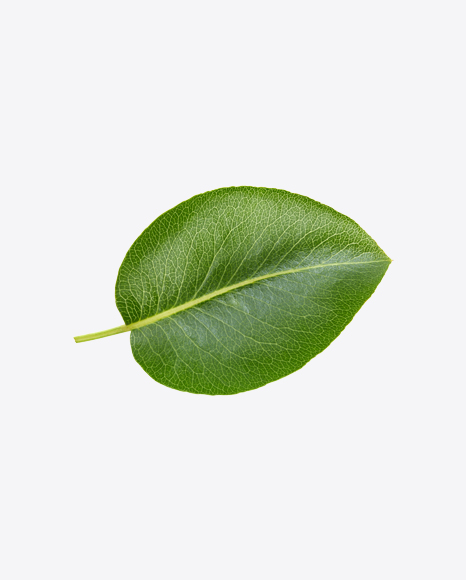 Green Leaf